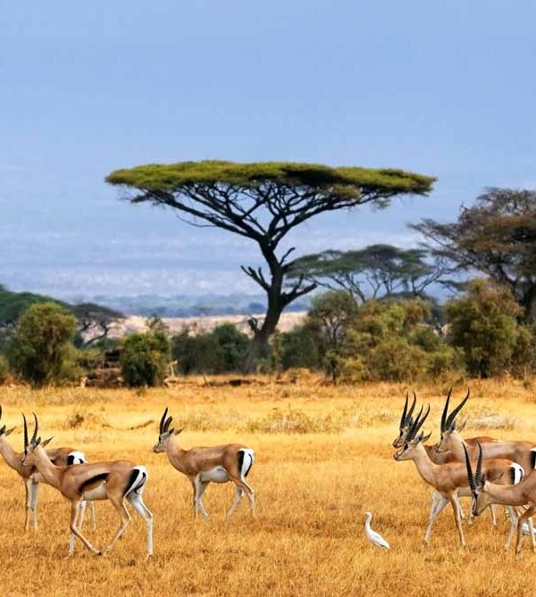 Little-Africa-in-Java