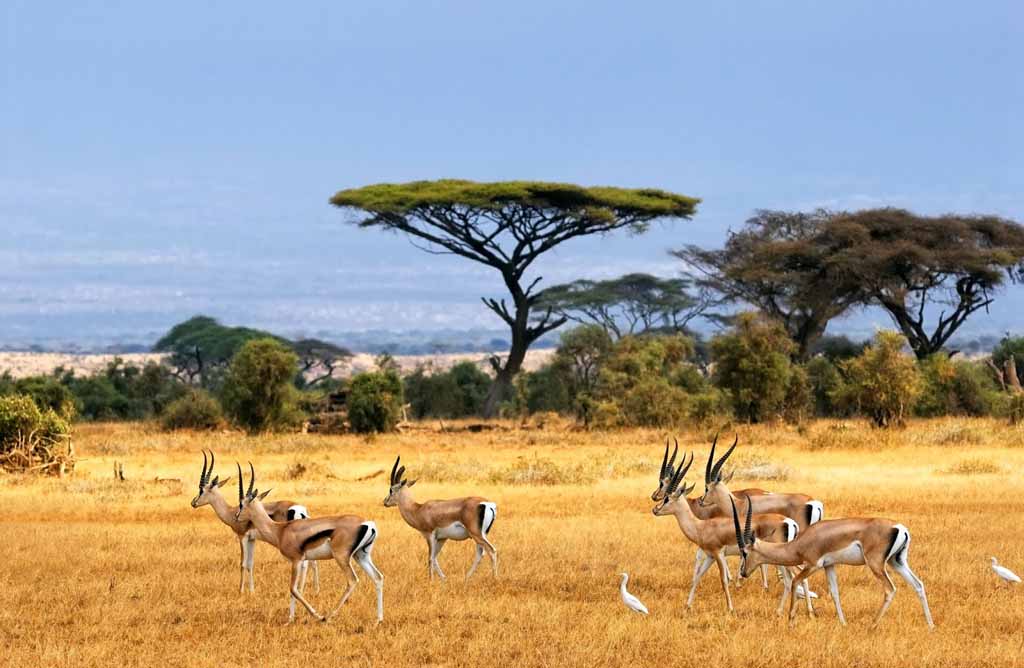 Little-Africa-in-Java